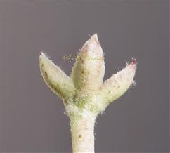  Calyx